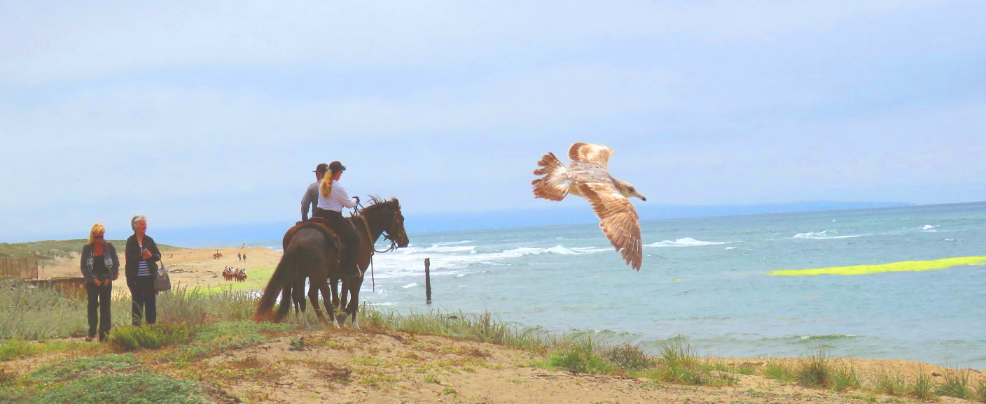 Horseback riding  Best Kids Horseback Riding Services Near  San Francisco